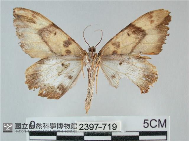 枯葉尺蛾藏品圖，第2張
