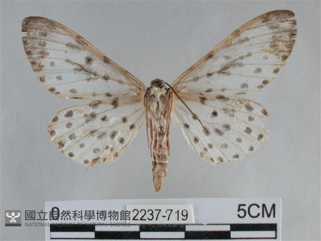 大胡麻斑星尺蛾藏品圖，第2張