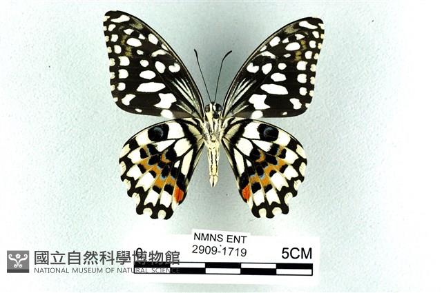 花鳳蝶、無尾鳳蝶藏品圖，第2張