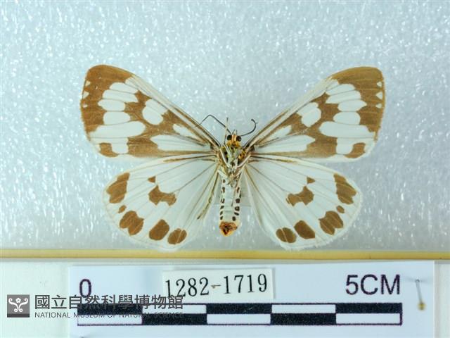 粉蝶燈蛾藏品圖，第2張