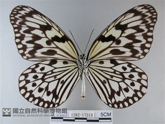 大白斑蝶藏品圖，第2張