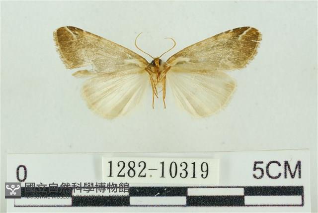 臺美波紋蛾藏品圖，第2張