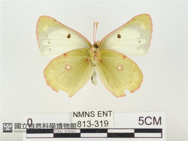 紋黃粉蝶藏品圖，第2張