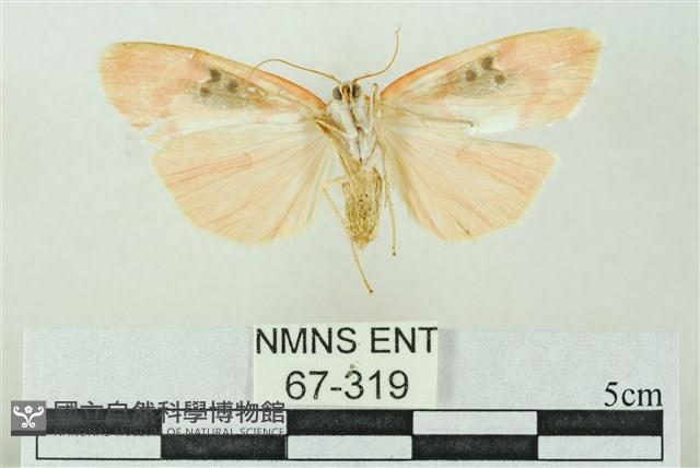 臺雪苔蛾藏品圖，第2張