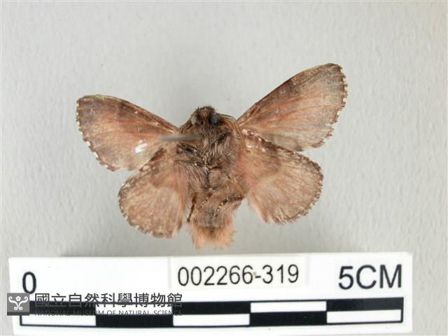 銀肩枯葉蛾藏品圖，第2張