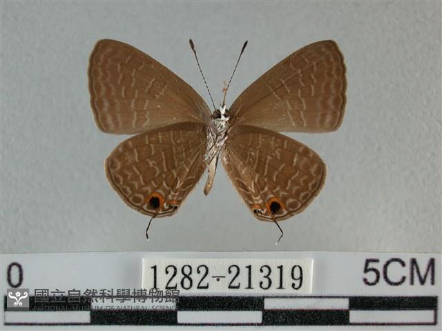 雅波灰蝶藏品圖，第2張