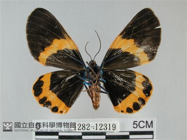 橙帶藍尺蛾藏品圖，第2張