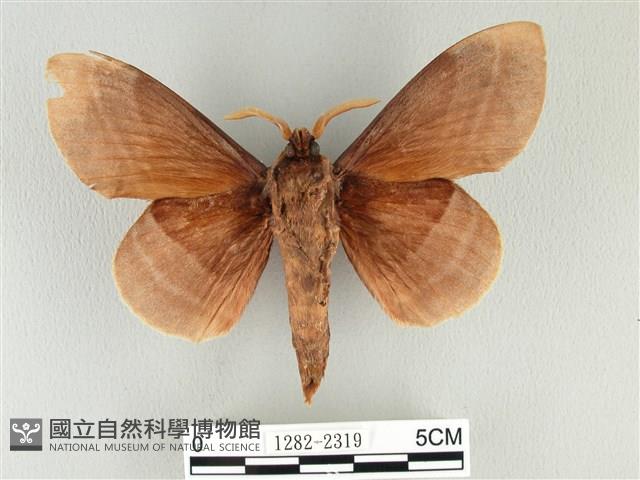 松大毛蟲藏品圖，第2張