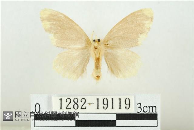 黑翅黃毒蛾藏品圖，第2張