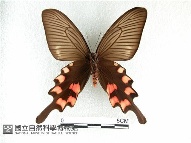 長尾麝鳳蝶藏品圖，第2張