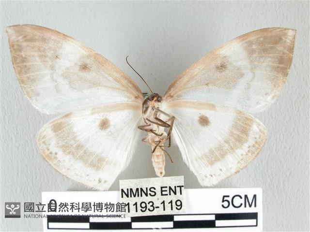 圓翅大鉤蛾藏品圖，第2張
