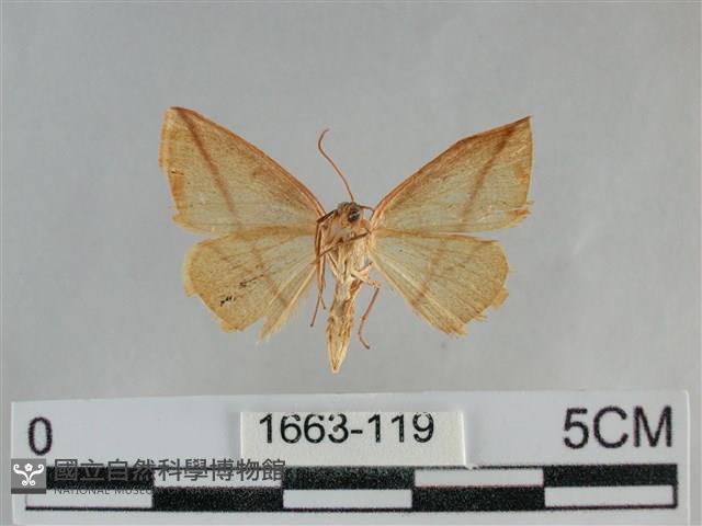 澄線尺蛾藏品圖，第2張