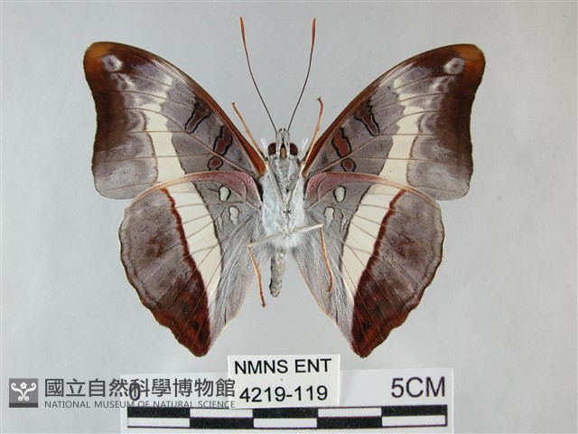 紫俳線蛺蝶藏品圖，第2張