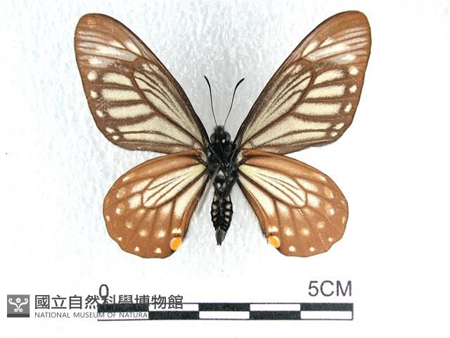 黃星斑鳳蝶藏品圖，第2張