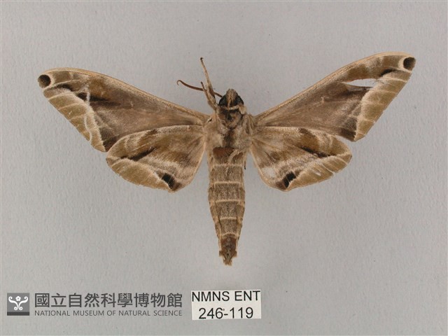 白點天蛾 藏品圖，第2張