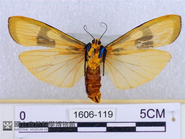 閃光苔蛾藏品圖，第2張