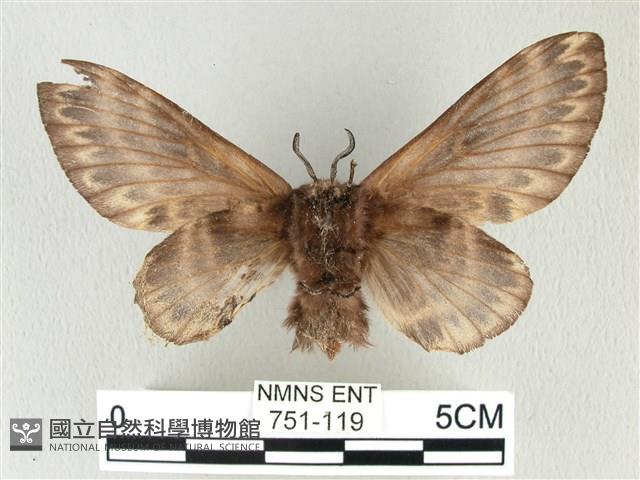 彌新冥枯葉蛾藏品圖，第2張