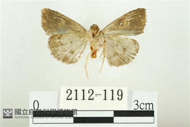 白斑散紋夜蛾藏品圖，第2張