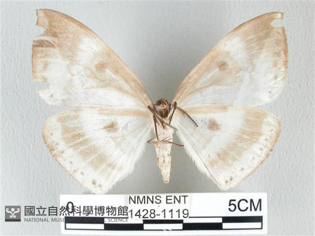 圓翅大鉤蛾藏品圖，第2張