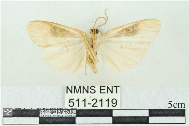 臺雪苔蛾藏品圖，第2張