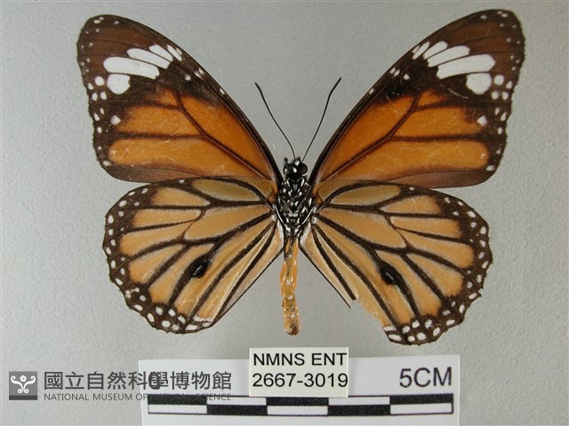黑脈樺斑蝶藏品圖，第2張