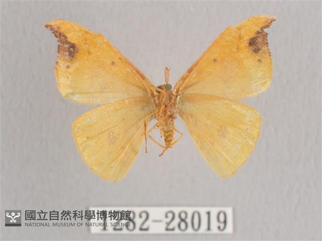 銀斑黃鉤蛾藏品圖，第2張