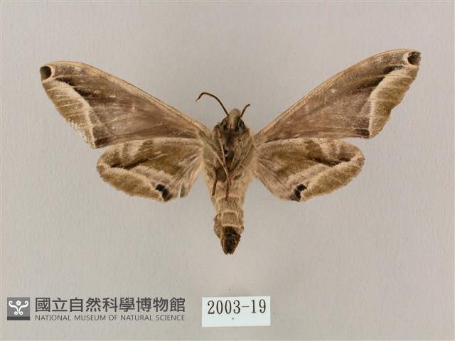 白點天蛾 藏品圖，第2張