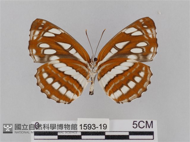 豆環蛺蝶藏品圖，第2張