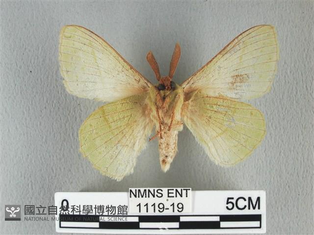 青枯葉蛾藏品圖，第2張