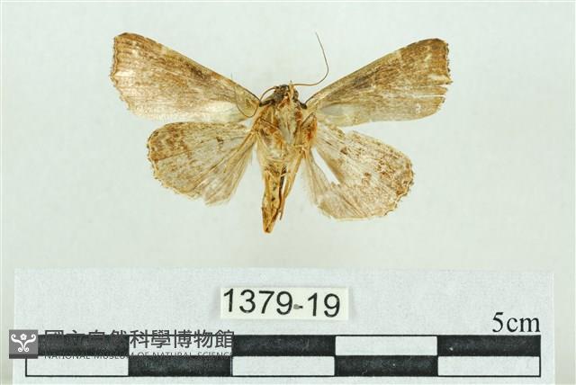 粉紅帶散紋夜蛾藏品圖，第2張