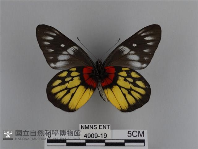 豔粉蝶藏品圖，第2張