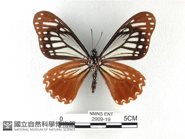 斑鳳蝶藏品圖，第2張