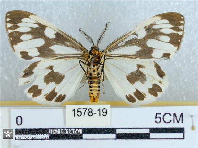 粉蝶燈蛾藏品圖，第2張