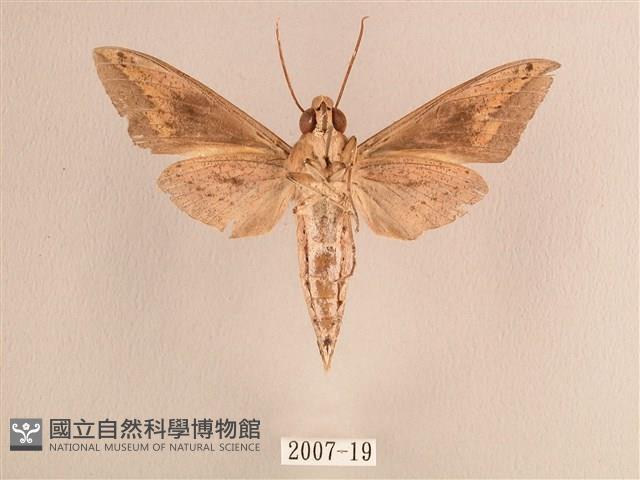 背線天蛾藏品圖，第2張