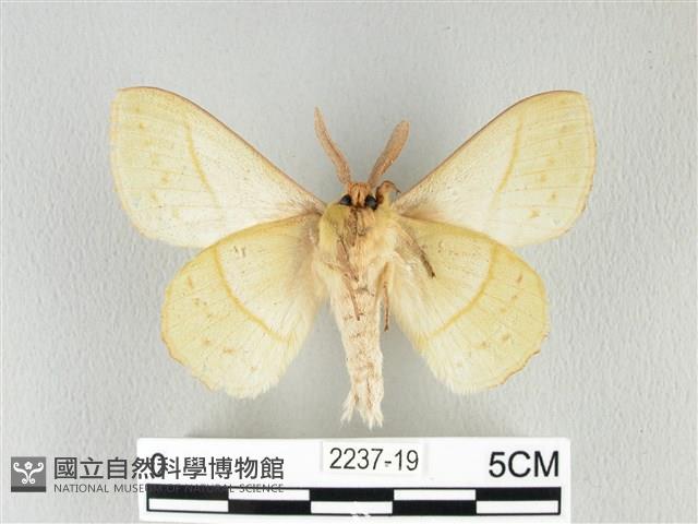 青枯葉蛾藏品圖，第2張