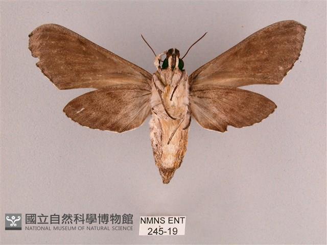 細斜紋霜天蛾藏品圖，第2張