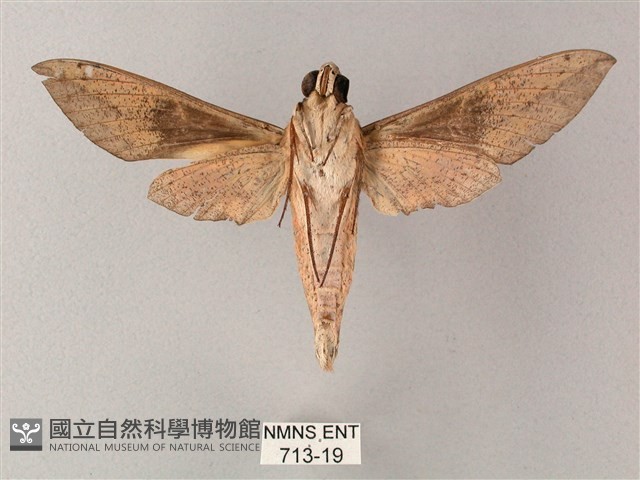 藏斜紋天蛾藏品圖，第2張