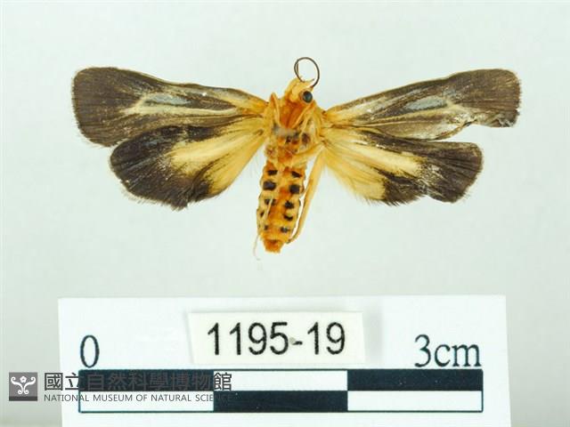 黃肩奇蛾藏品圖，第2張
