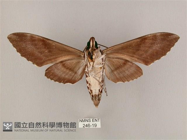 粗斜紋天蛾藏品圖，第2張