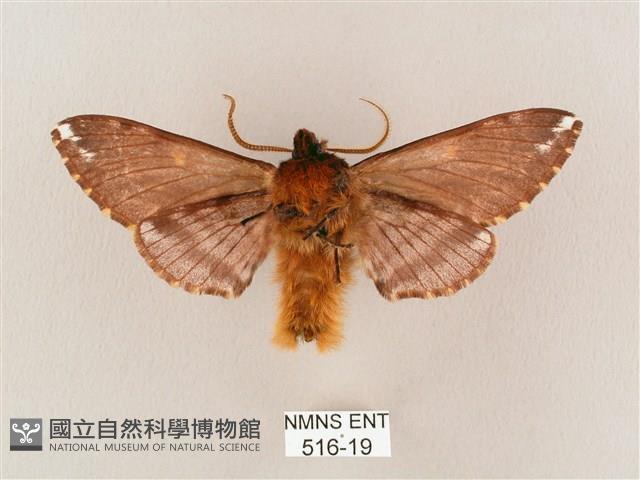 井上氏絨毛天蛾藏品圖，第2張