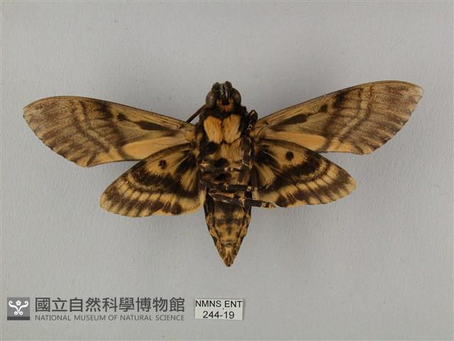 鬼臉天蛾藏品圖，第2張