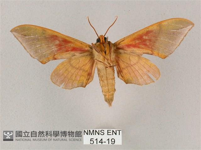 榆綠天蛾藏品圖，第2張