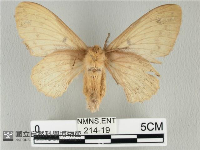 青枯葉蛾藏品圖，第2張