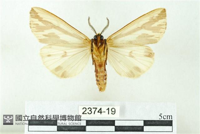 赭新污燈蛾藏品圖，第2張