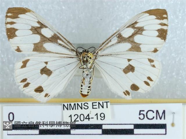 粉蝶燈蛾藏品圖，第2張