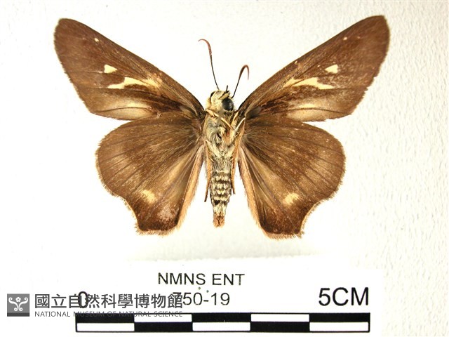 長翅弄蝶藏品圖，第2張