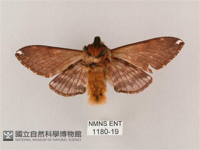 井上氏絨毛天蛾藏品圖，第2張