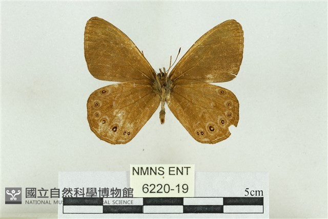 圓翅幽眼蝶藏品圖，第2張