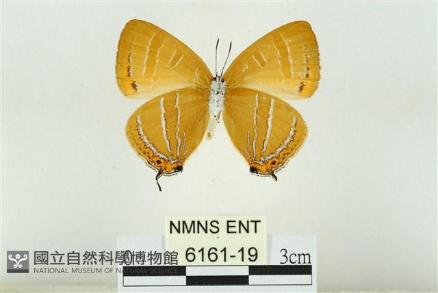 臺灣焰灰蝶藏品圖，第2張