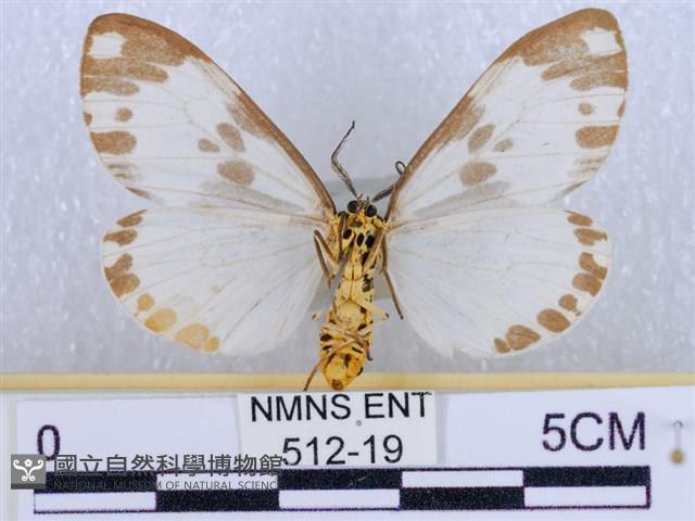 後凸蝶燈蛾藏品圖，第2張